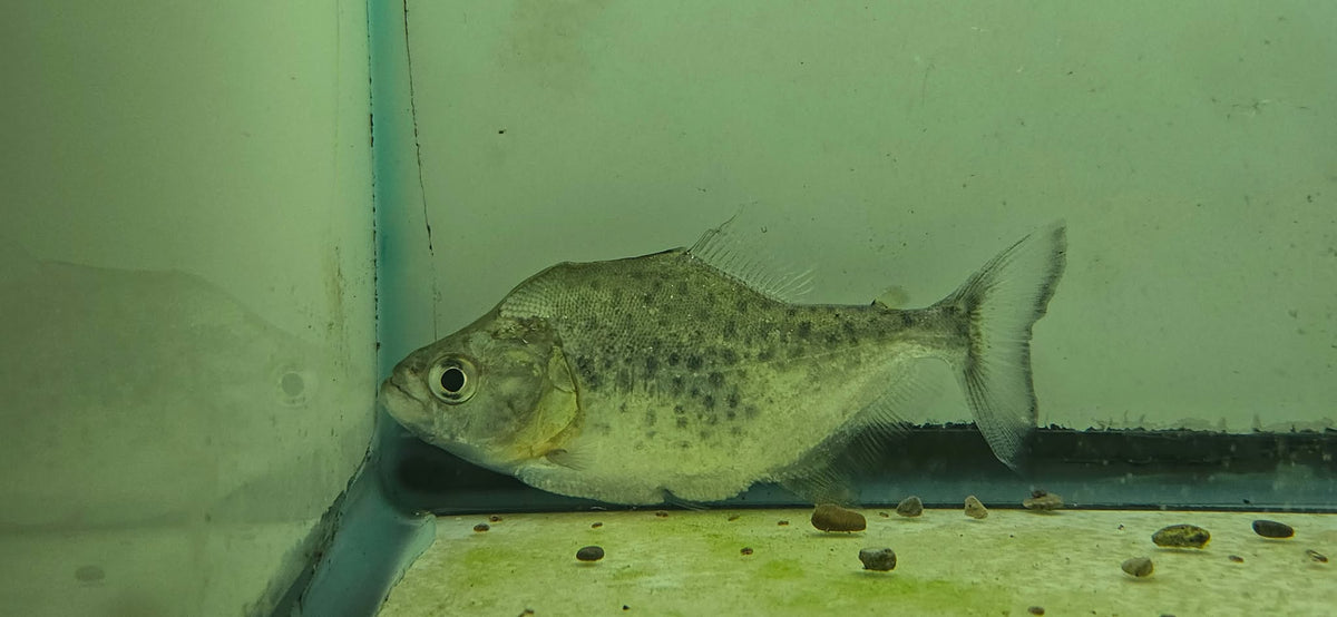 Serrasalmus irritans