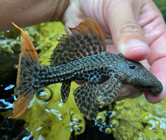 L600 Leopard Cactus Pleco (Pseudacanthicus Leopardus) small