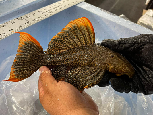 L600 Leopard Cactus Pleco (Pseudacanthicus Leopardus) 4”-6”