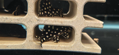 L368 Moon Pleco (Scobinancistrus sp)