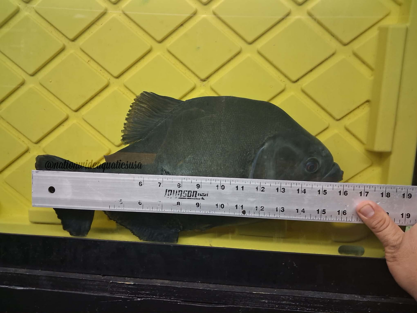 serrasalmus rhombeus XL