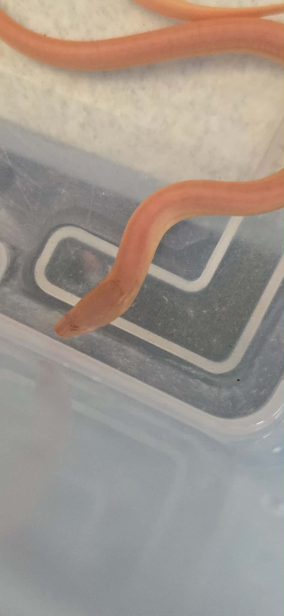 Albino Swamp Eel (Monopterus albus)