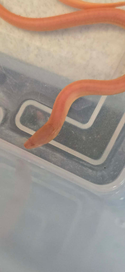 Albino Swamp Eel (Monopterus albus)