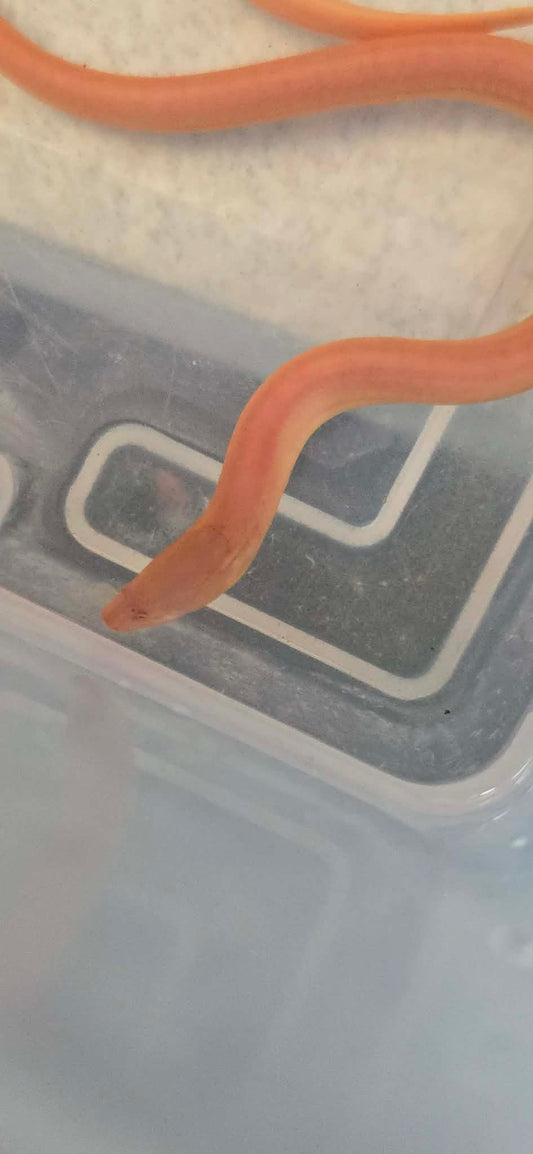 Albino Swamp Eel (Monopterus albus)