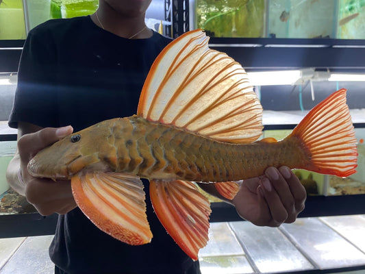 hypostomus luteus phase 3 Jumbo XXL