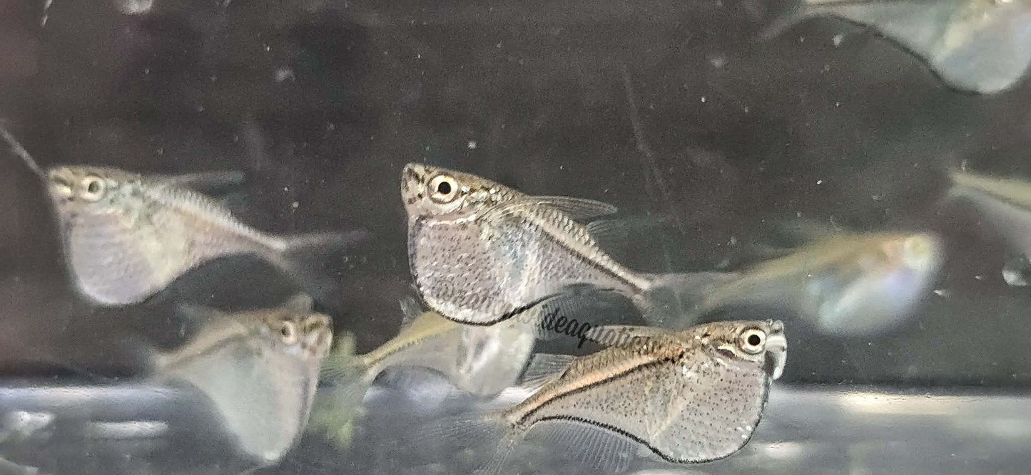 Pygmy Hatchet (Carnegiella myersi)