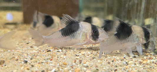 Hoplisoma sp. “CW051” 4 pack