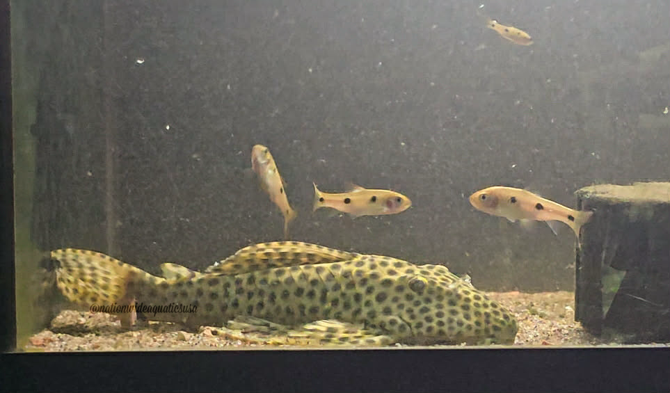 Hypostomus fuscomaculatus (Large)