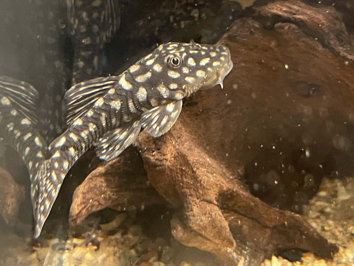 Slate Pleco (Pseudancistrus genisetiger)