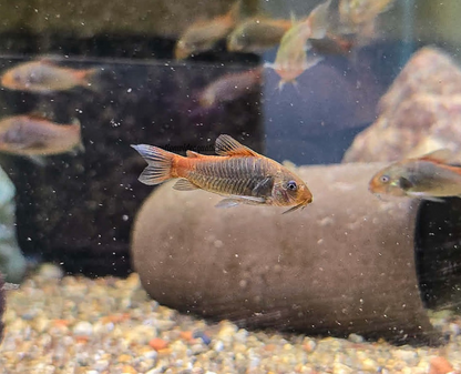 Fireball Cory (Osteogaster hephaestus)