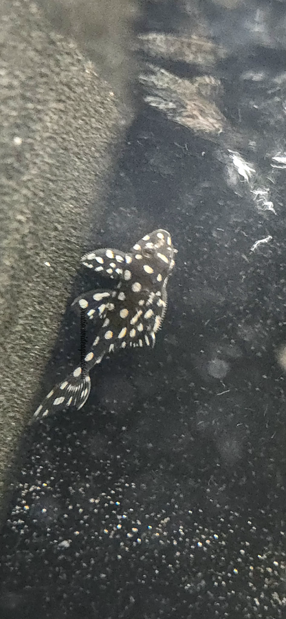 L368 Moon Pleco (Scobinancistrus sp)