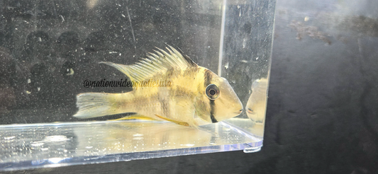 Blue Bandit Cichlid (Guianacara owroewefi)