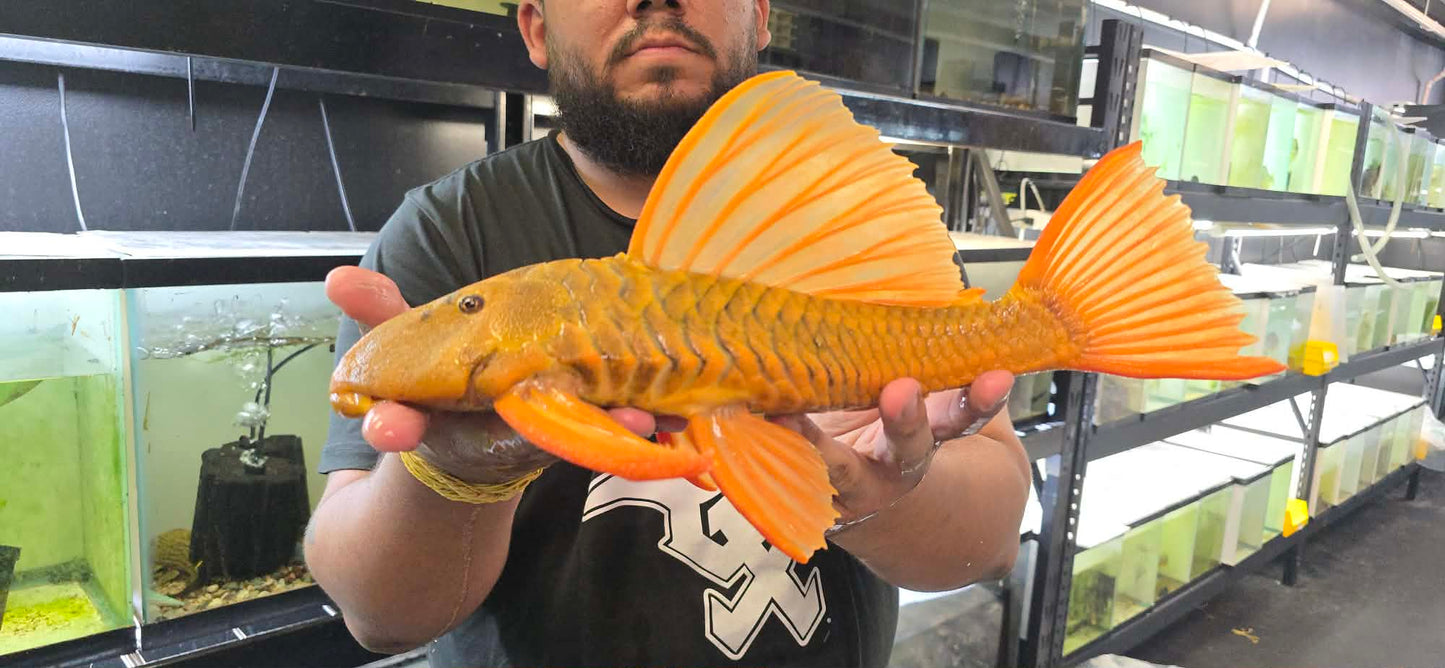 albino hypostomus plecostomus