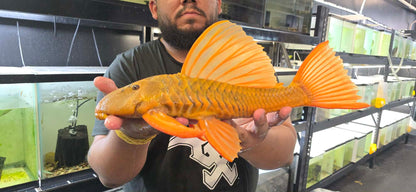 albino hypostomus plecostomus