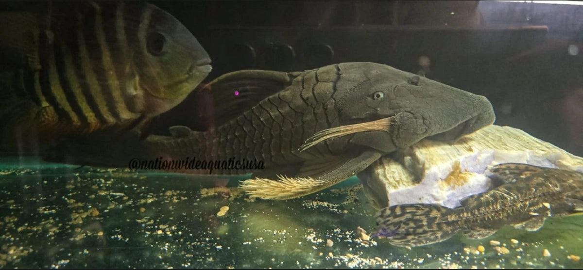Blue Eyed Pleco (Panaque cochliodon)
