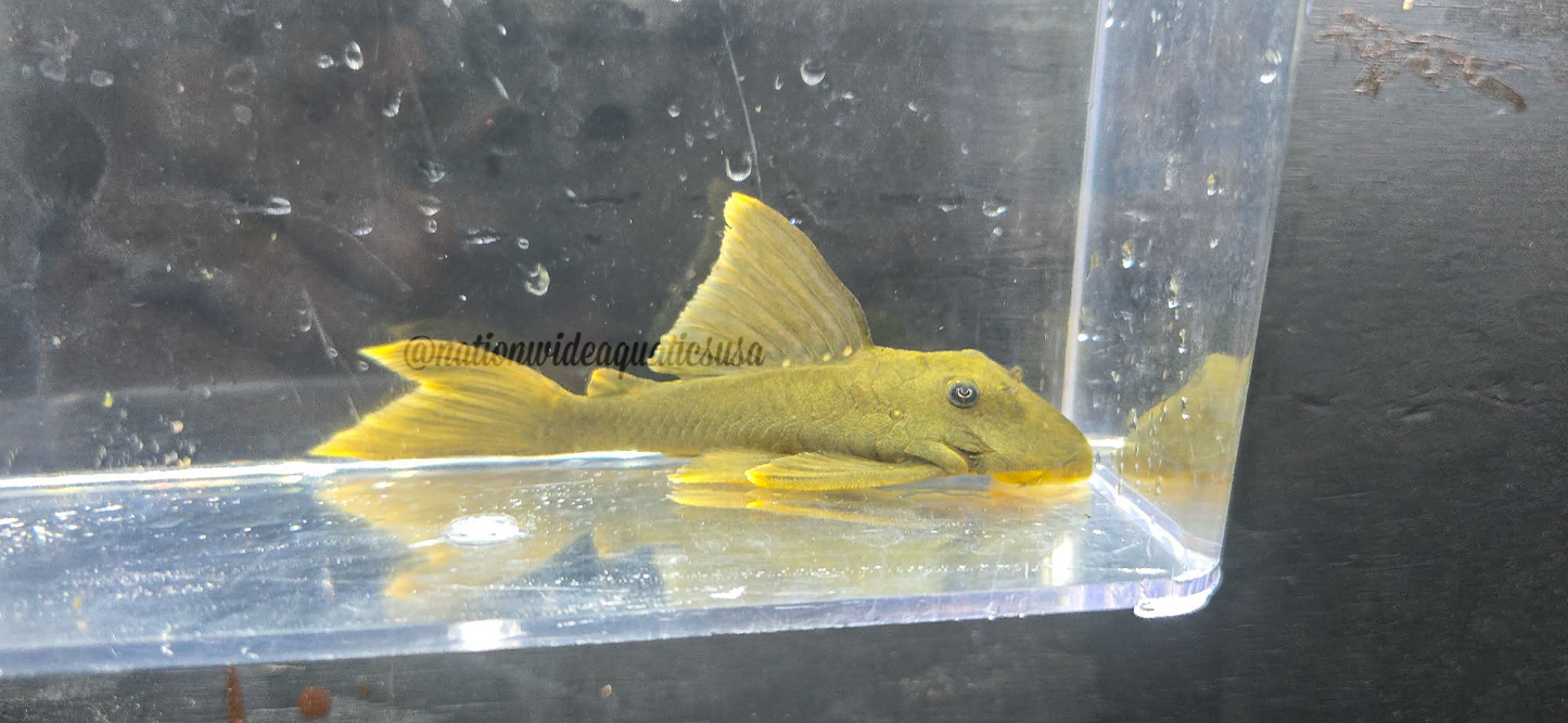 L200 Hi Fin Green Phantom Pleco (Baryancistrus demantoides)