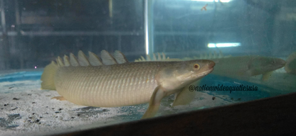 Turkana Senegal Bichir (Polypterus senegalus)