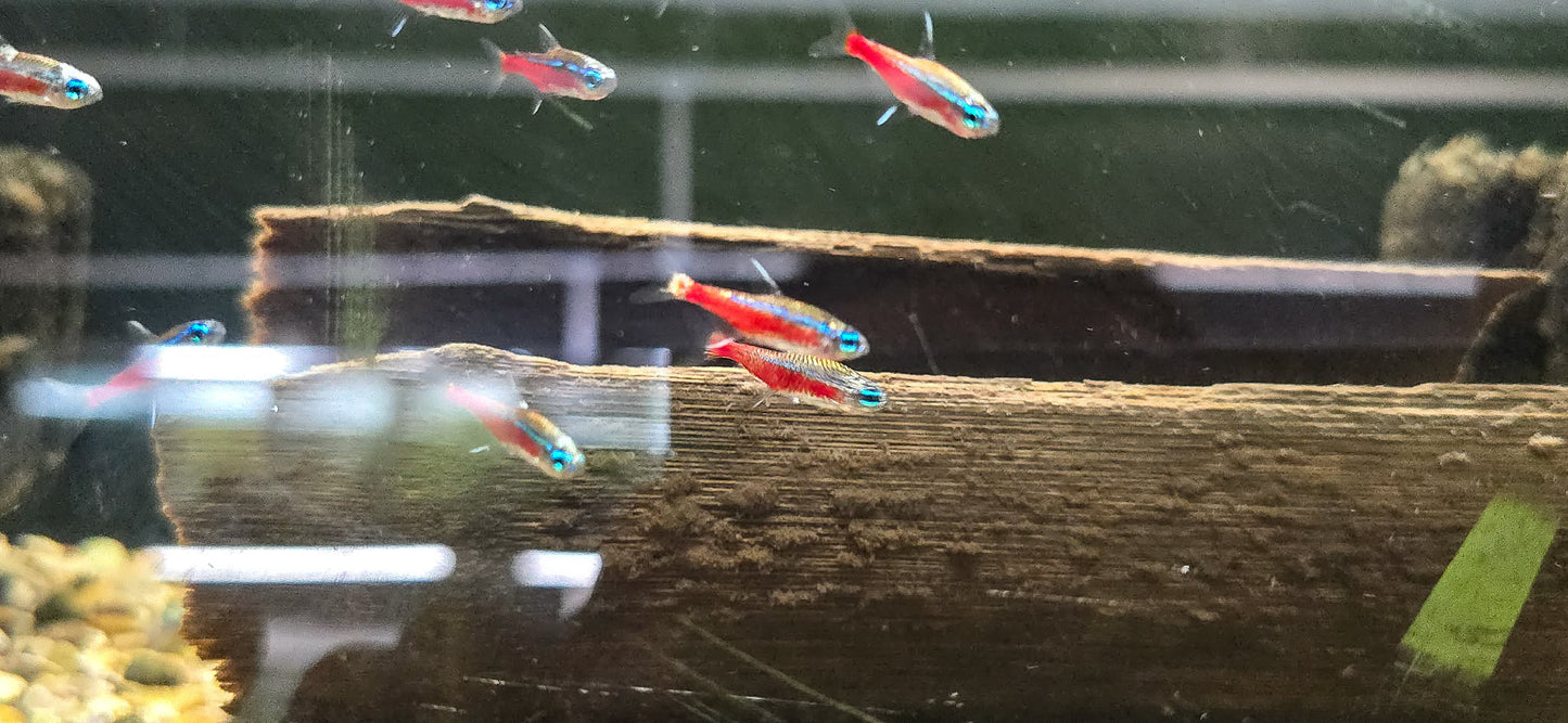 Platinum Cardinal tetra 6 pack