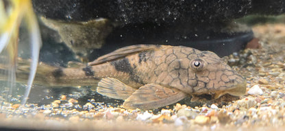 L037 Honeycomb Pleco (Hypostomus faveolus)