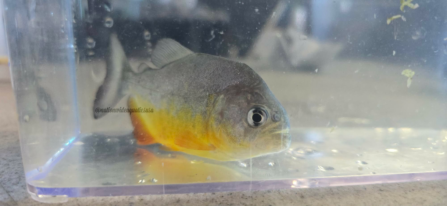 Pygocentrus piraya