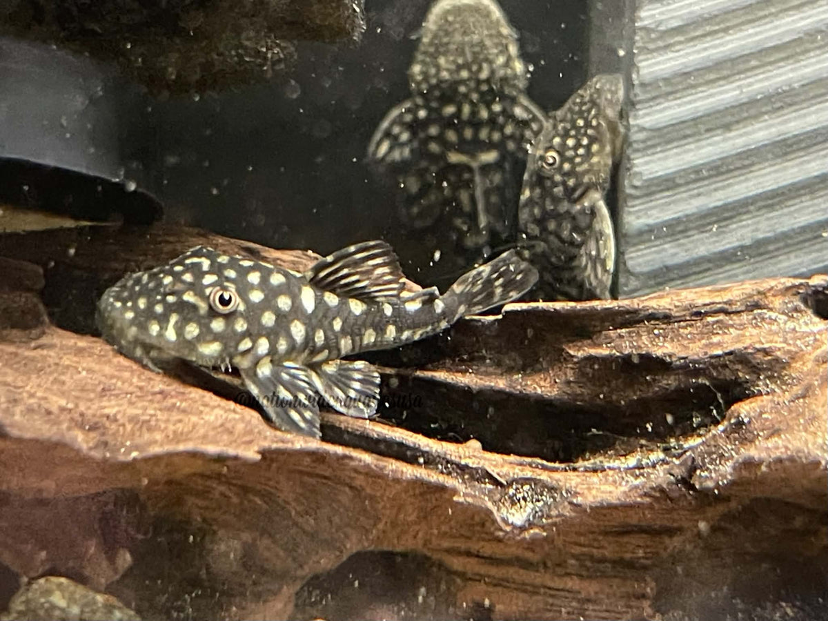 Slate Pleco (Pseudancistrus genisetiger)
