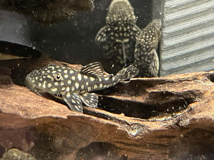 Slate Pleco (Pseudancistrus genisetiger)