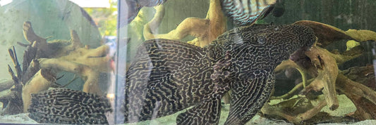 The gold barrae pleco (Megalancistrus cf. Barrae)
