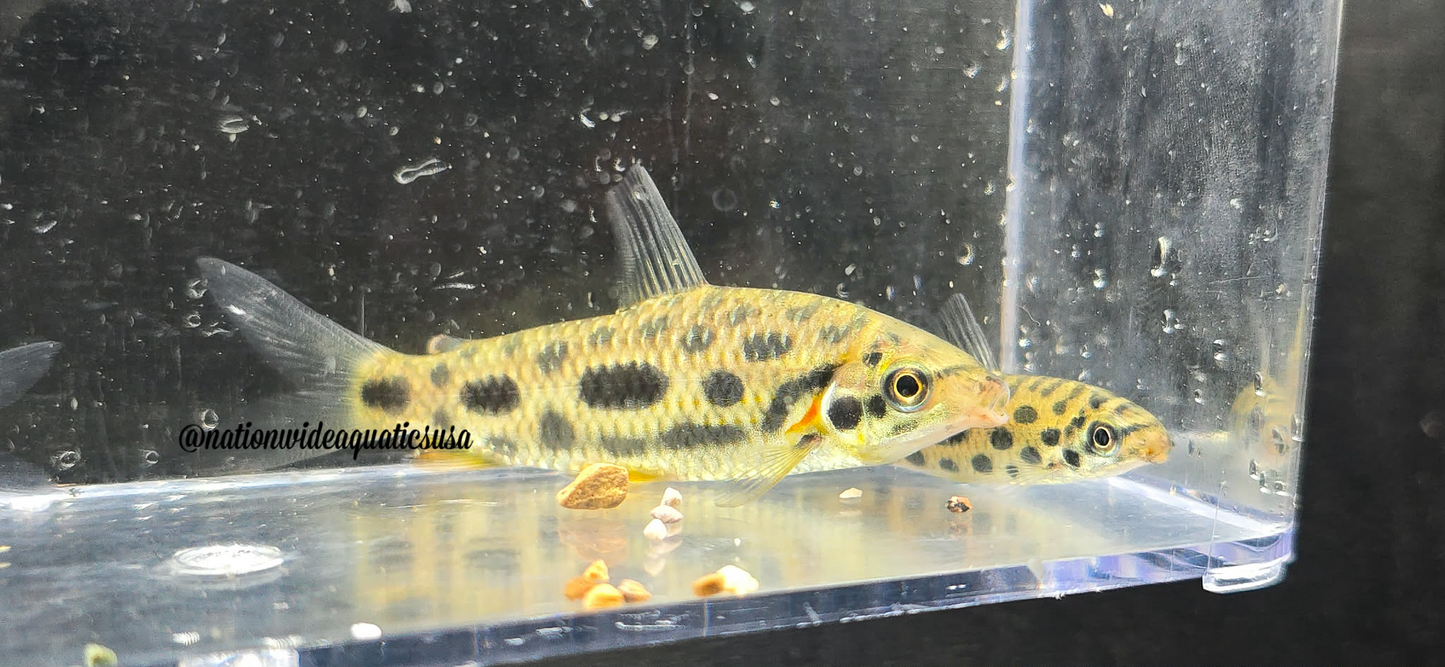 Jewel Spotted Anostomid (Hypomasticus megalepis)