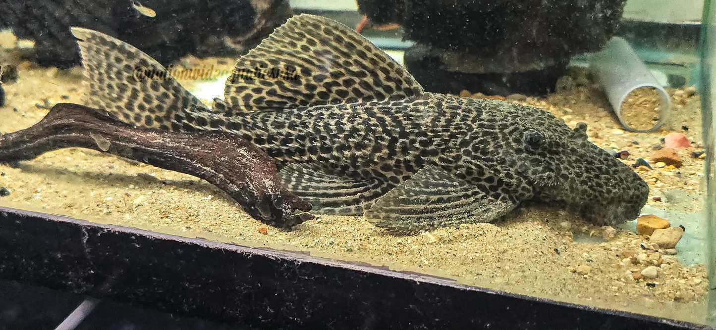 The gold barrae pleco (Megalancistrus cf. Barrae) small