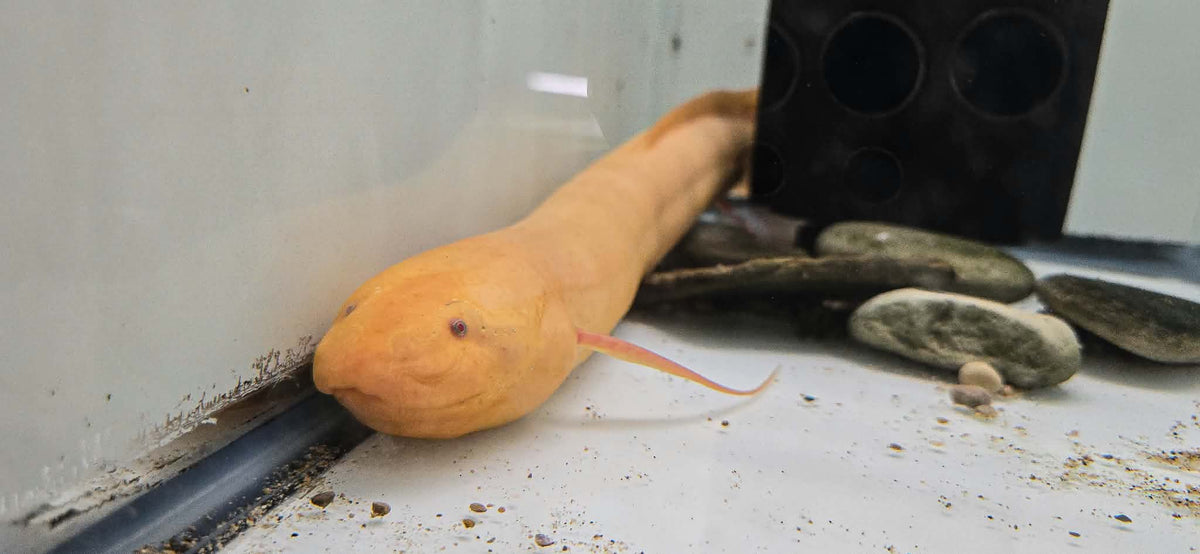 Albino African lungfish (protopterus sp) 14"-15"