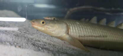 Turkana Senegal Bichir (Polypterus senegalus)