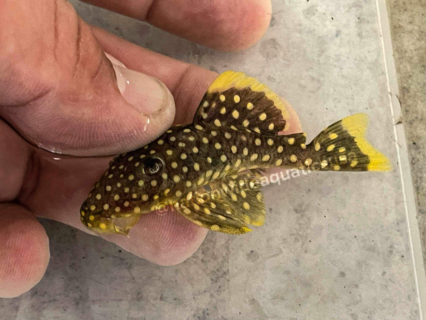 L018 Gold Nugget Pleco (Baryancistrus xanthellus)