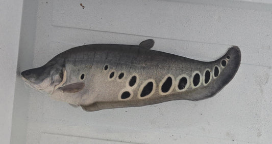 Royal Clown Knifefish (Chitala Blanci)