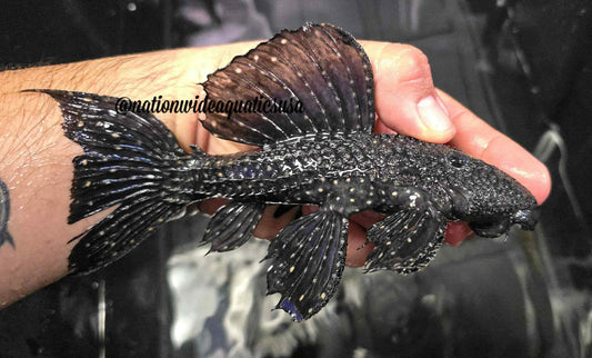 Black Dragon Cactus Pleco (Pseudacanthicus serratus) 5"-5.5"