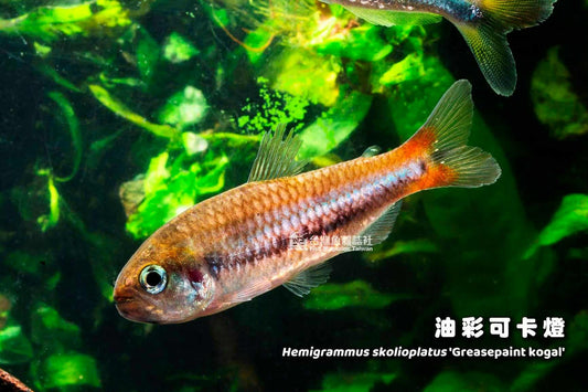 Rainbow Tetra (Hemigrammus Skolioplatus)
