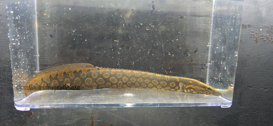 Tire Track eel (mastacembelus armatus)