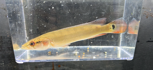 Red Atabapo Pike (Crenicichla Sp.)