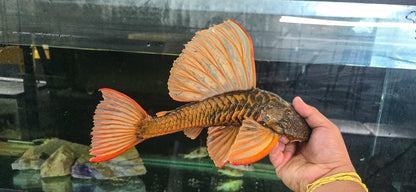 albino hypostomus plecostomus