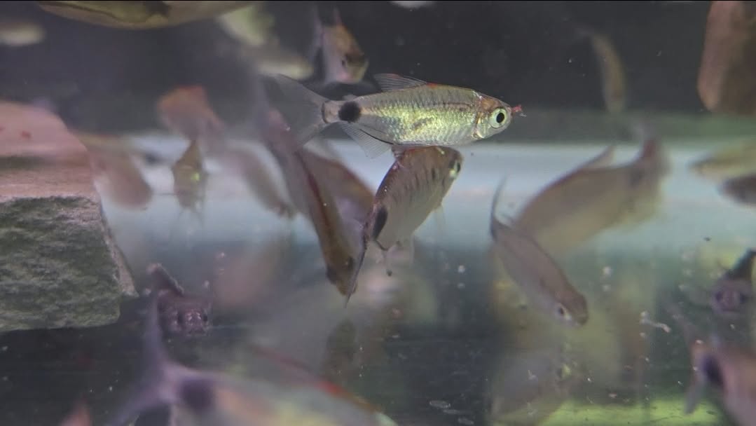 Red moon cap tetras( bathyaethiops cf caudomaculatus) 11 pack