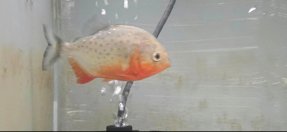 Red belly piranha XL (pygocentrus nattereri)
