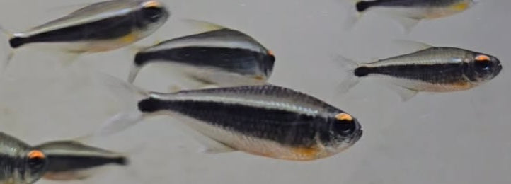Xingu Black Neon Tetra (Moenkhausia heikoi) 3 pack