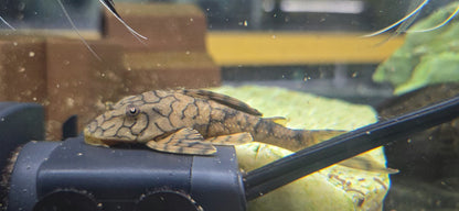 L037 Honeycomb Pleco (Hypostomus faveolus)