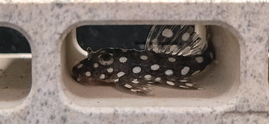 L368 Moon Pleco (Scobinancistrus sp)