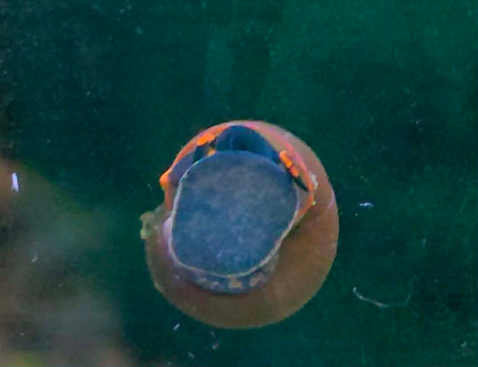 orange-spotted Papua Blueberry Snail (Viviparus sp.)