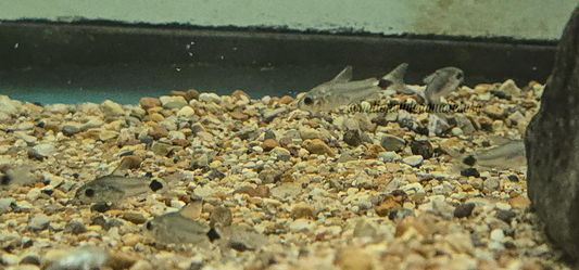 Tail Spot Pygmy Cory (Gastrodermus hastatus)