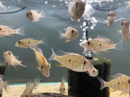 Threadfin Acara (Acarichthys heckelii) 10 pack