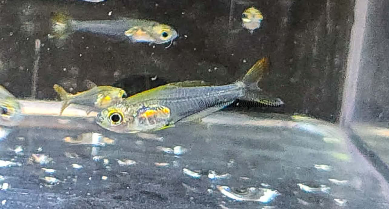 Hummingbird Tetra (Trochilocharax ornatus)