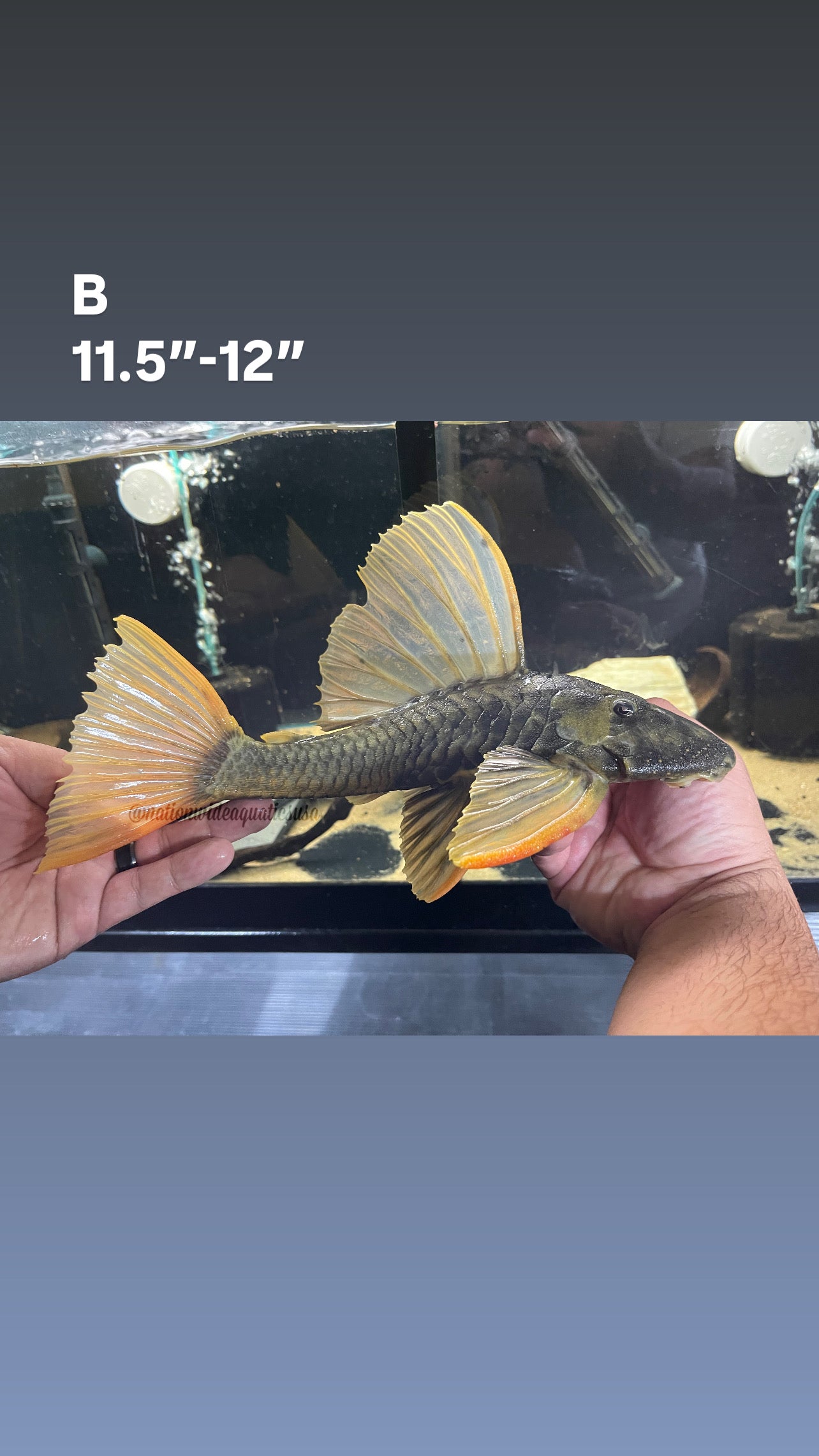 Hypostomus luteus phase II 

11"-12"