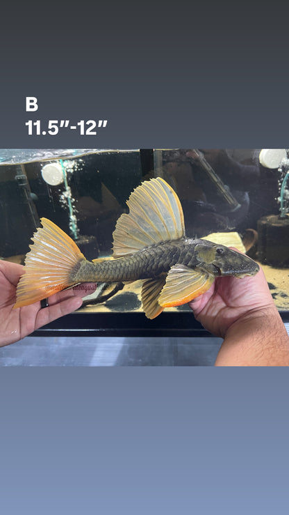 Hypostomus luteus phase II 

11"-12"