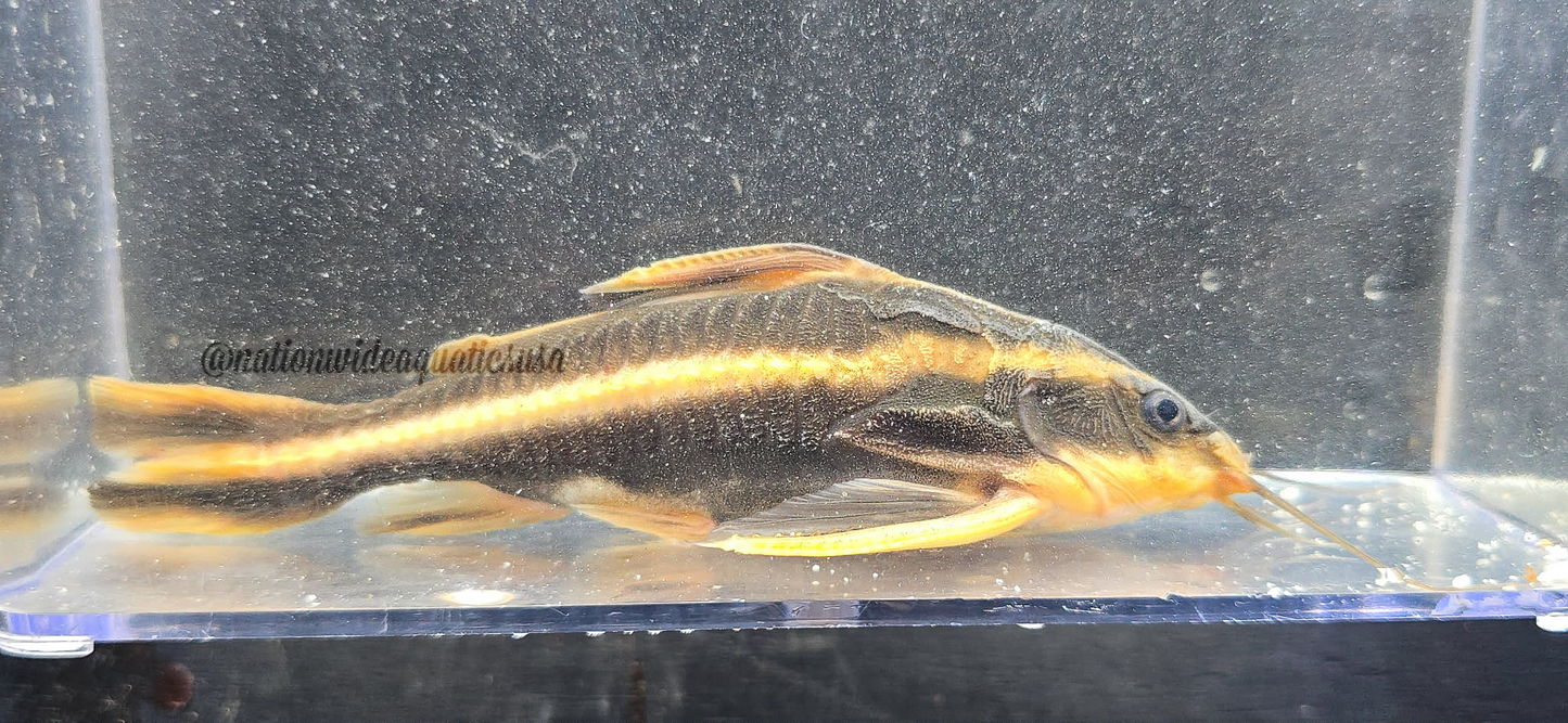 Striped Raphael Catfish (Platydoras armatulus)